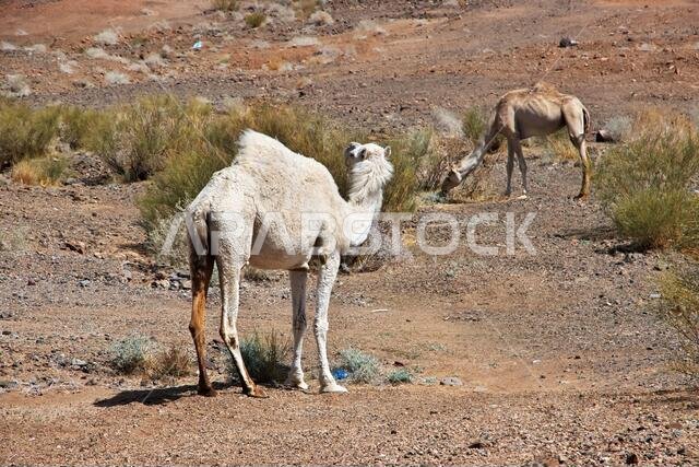 الجمل على الطريق في جبال المملكة العربية السعودية
