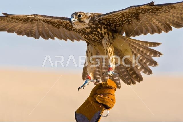 Falconer wearing falconry glove holding his falcon bird in a middle east desert location