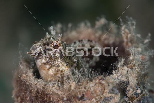 A Close up Photo of a high-fin Fangblenny hiding in a plastic water bottle underwater
