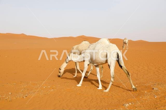 A camel searches for food in the desert of Saudi Arabia