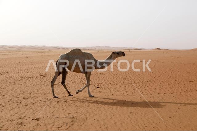 A camel runs through the desert in Saudi Arabia