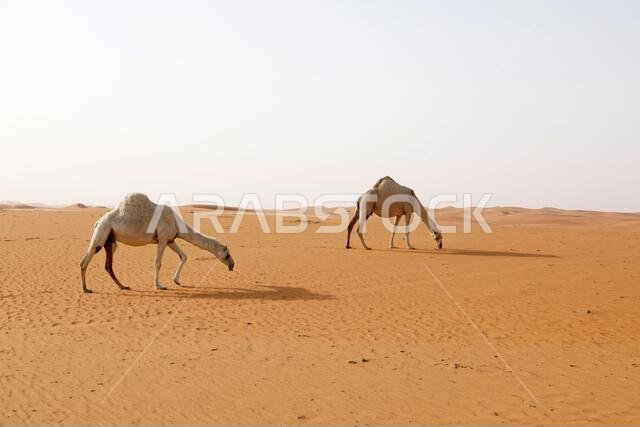 جملان يبحثان عن الطعام في صحراء المملكة العربية السعودية
