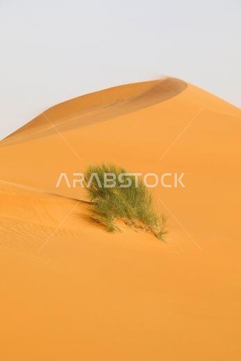 كثيب رملي ذهبي اللون مع شجيرة في المملكة العربية السعودية كثيب رملي ذهبي اللون مع شجيرة في المملكة العربية السعودية