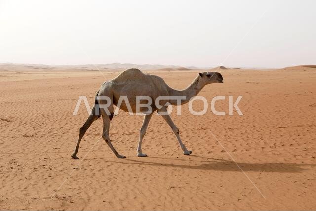 A camel runs through the desert in Saudi Arabia