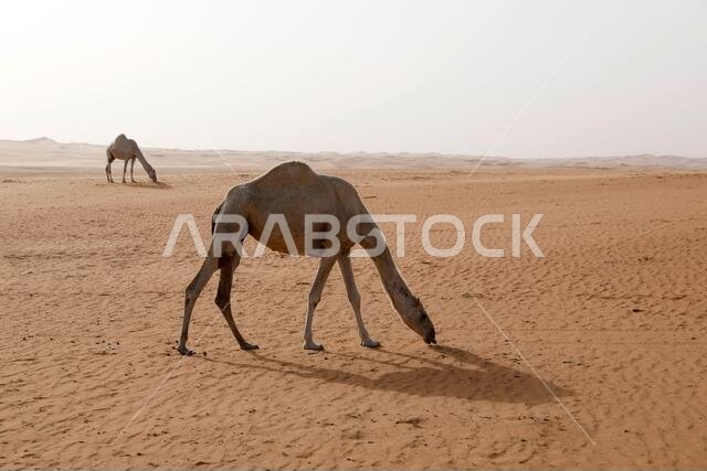 Two camels are looking for food in the desert of Saudi Arabia