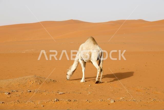 جمل يبحث عن الطعام في صحراء المملكة العربية السعودية