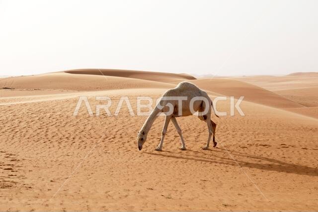 A camel searches for food in the desert of Saudi Arabia