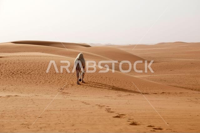 جمل يركض عبر الصحراء في المملكة العربية السعودية