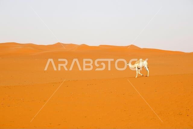 A camel runs through the desert in Saudi Arabia