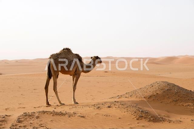 A camel stands in the desert of Saudi Arabia