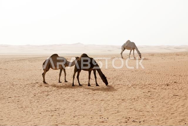 ثلاثة جمال تبحث عن الطعام في صحراء المملكة العربية السعودية