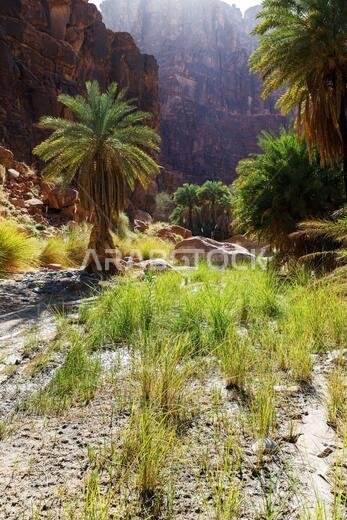 وادي ديسا، المعروف أيضًا باسم وادي قراقر، هو وادٍ يبلغ طوله 15 كيلومترًا ويمر عبر جبل قراقر، وهو كتلة من الحجر الرملي تقع على بعد حوالي 80 كيلومترًا