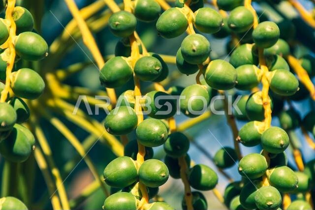 Dates close up growing on a tree in the MIddle East - United Arab Emirates or Saudi Arabia.