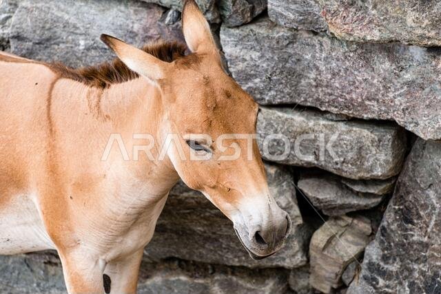The onager (Equus hemionus), also known as hemione or Asiatic wild ass, is a species of the family Equidae (horse family) native to Asia.