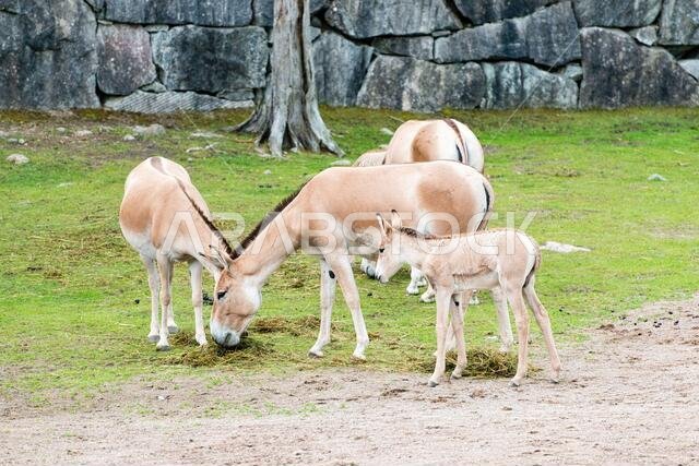 The onager (Equus hemionus), also known as hemione or Asiatic wild ass, is a species of the family Equidae (horse family) native to Asia.