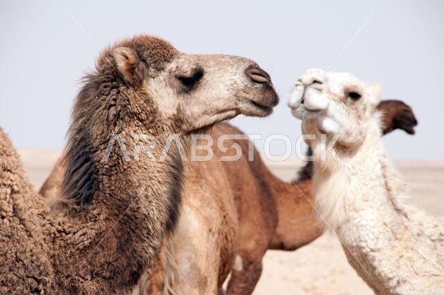 A herd of domesticated Arabian camels at a watering hole in the Eastern Desert of the Badia region, Wadi Dahek, the Hashemite Kingdom of Jordan.