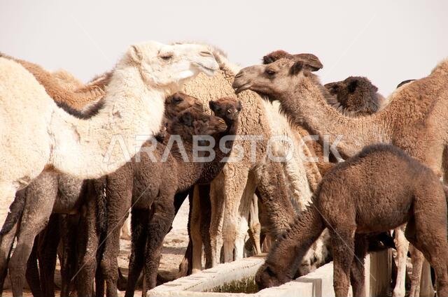 A herd of domesticated Arabian camels at a watering hole in the Eastern Desert of the Badia region, Wadi Dahek, the Hashemite Kingdom of Jordan.