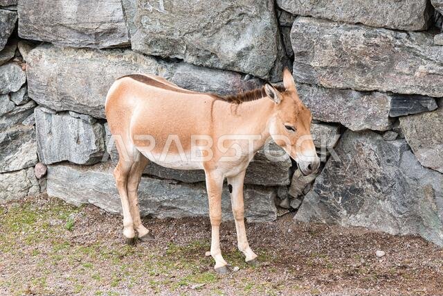 The onager (Equus hemionus), also known as hemione or Asiatic wild ass, is a species of the family Equidae (horse family) native to Asia.