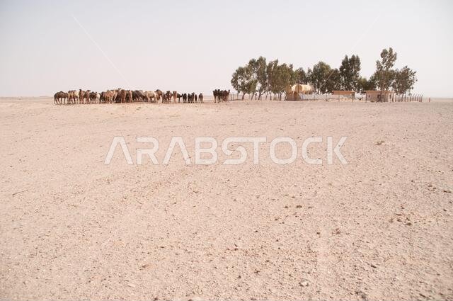 A herd of domesticated Arabian camels at a watering hole in the Eastern Desert of the Badia region, Wadi Dahek, the Hashemite Kingdom of Jordan.