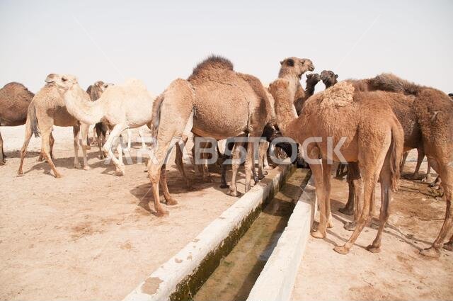 A herd of domesticated Arabian camels at a watering hole in the Eastern Desert of the Badia region, Wadi Dahek, the Hashemite Kingdom of Jordan.