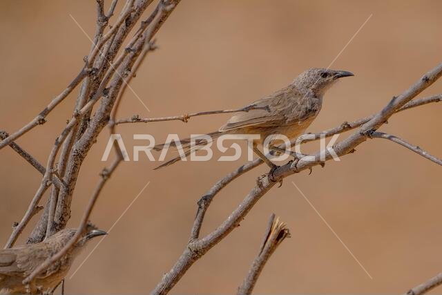 Arabian babbler (Argya squamiceps)