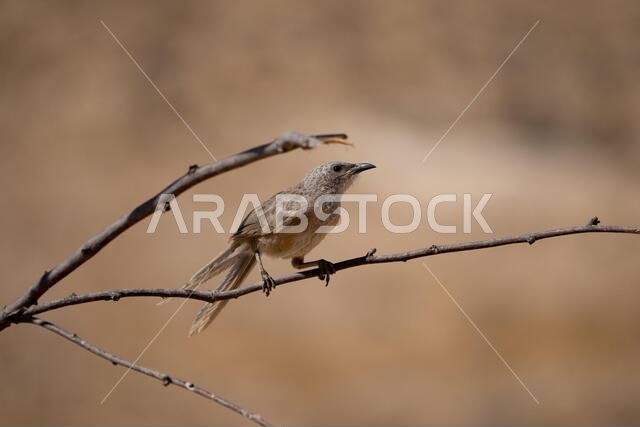Arabian babbler (Argya squamiceps)