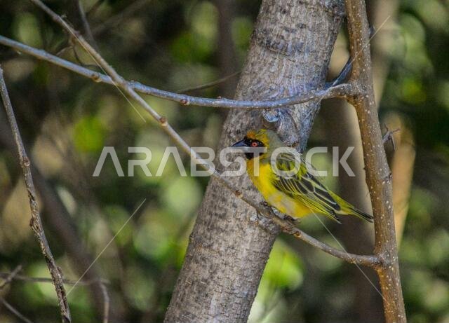 طائر النساج الأصفر المقنع الجنوبي، Ploceus velatus، ذو العين الحمراء، جاثم ويعمل خلال موسم التكاثر.
