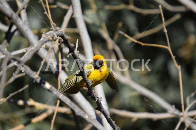 Southern masked yellow weaver , Ploceus velatus with red eye perched and working during breeding season