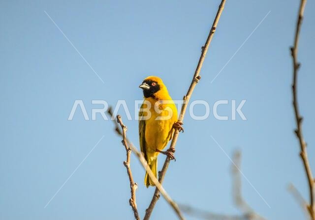 طائر النساج الأصفر المقنع الجنوبي، Ploceus velatus، ذو العين الحمراء، جاثم ويعمل خلال موسم التكاثر.