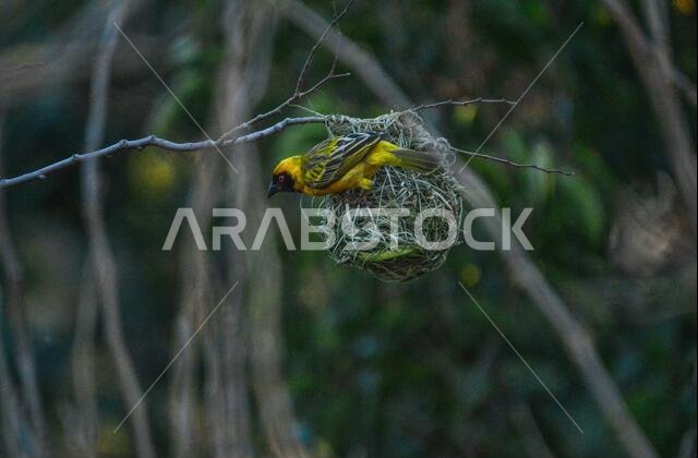 طائر النساج الأصفر المقنع الجنوبي، Ploceus velatus، ذو العين الحمراء، جاثم ويعمل خلال موسم التكاثر.