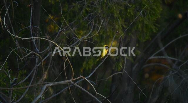 طائر النساج الأصفر المقنع الجنوبي، Ploceus velatus، ذو العين الحمراء، جاثم ويعمل خلال موسم التكاثر.