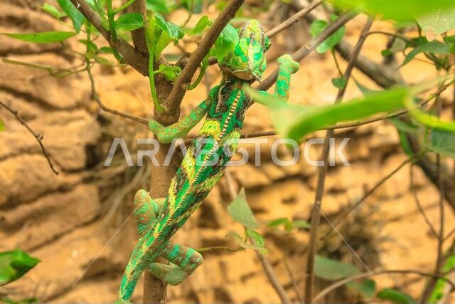 حرباء خضراء تمشي على خلفية من الأغصان والأوراق. لقطة مقرّبة. من نوع Chamaeleo calyptratus. حرباء خضراء تمشي على خلفية من الأغصان والأوراق. لقطة مقرّبة. من نوع Chamaeleo calyptratus.