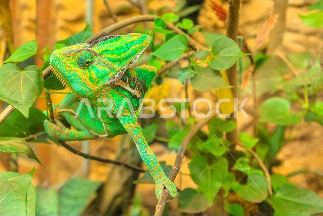 close up of green chameleon on a background of branches and leaves. close up view. Chamaeleo calyptratus species.
