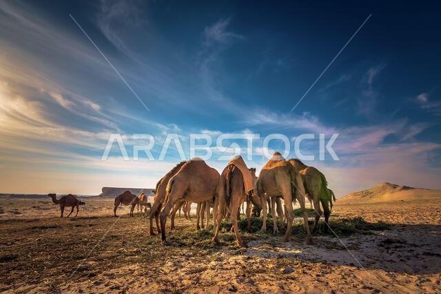 Beautiful desert view and group of camels near Al sarar desert in Saudi Arabia.background blurred image.