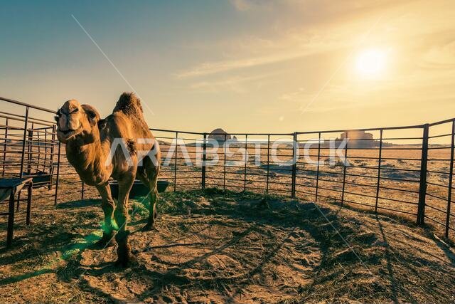 غروب شمس خلاب في صحراء السرار بالمملكة العربية السعودية. صورة ضبابية بسبب انعكاسات العدسة وخلفية الصورة.