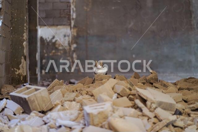Homeless cat sitting on pile of garbage in abandoned ruined house with shabby walls in Jeddah city in Saudi Arabia Homeless cat sitting on pile of garbage in abandoned ruined house with shabby walls in Jeddah city in Saudi Arabia