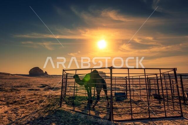 غروب شمس خلاب في صحراء السرار بالمملكة العربية السعودية. صورة ضبابية بسبب انعكاسات العدسة وخلفية الصورة.