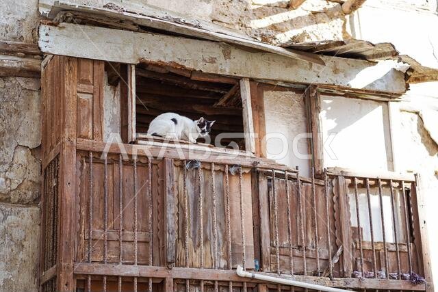From below of domestic cat sitting in small window of aged decayed building in poor neighborhood of Jeddah city in Saudi Arabia From below of domestic cat sitting in small window of aged decayed building in poor neighborhood of Jeddah city in Saudi Arabia