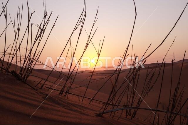 Beautiful desert sunrise with plant silhouette in the Arabian Desert, Riyadh, Saudi Arabia. Hope, new beginnings and brighter tomorrow concept.