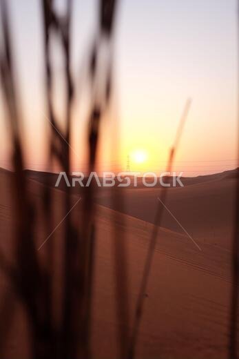 صورة لشروق شمس خلاب في الصحراء العربية، الرياض، المملكة العربية السعودية، مع ظلال النباتات. تجسيد للأمل، وبدايات جديدة، ومستقبل أكثر إشراقاً.
