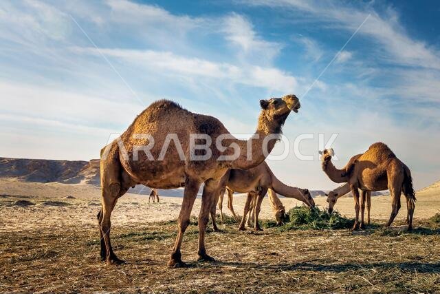 منظر طبيعي مع مجموعة من الجمال في صحراء السرار، المملكة العربية السعودية.