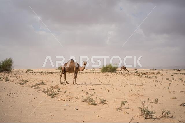 مجموعة من الجمال ترعى في منطقة صحراوية بالقرب من الجبال في المملكة العربية السعودية