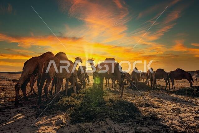 Beautiful desert sunset near Al sarar desert in Saudi Arabia. lens flare and background blurred image.