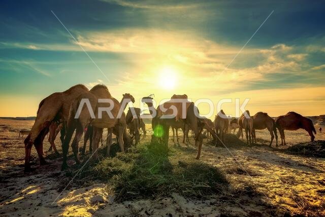 Beautiful desert sunset near Al sarar desert in Saudi Arabia. lens flare and background blurred image.