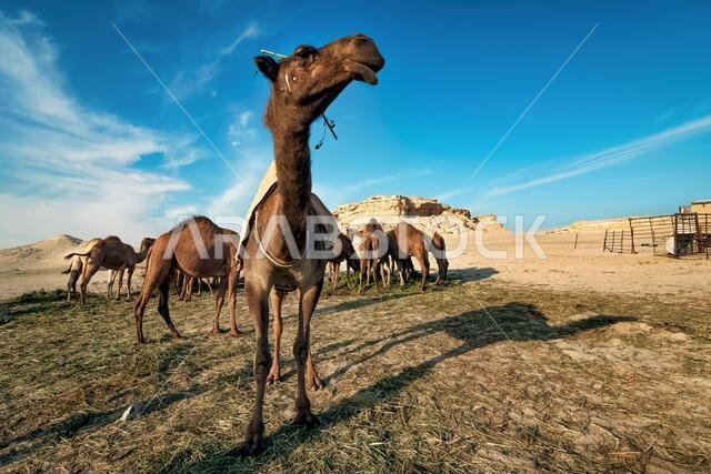 منظر طبيعي مع مجموعة من الجمال في صحراء السرار، المملكة العربية السعودية.