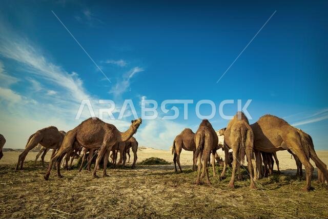منظر طبيعي مع مجموعة من الجمال في صحراء السرار، المملكة العربية السعودية. منظر طبيعي مع مجموعة من الجمال في صحراء السرار، المملكة العربية السعودية.