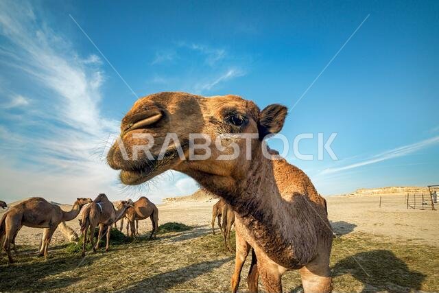 صورة مقربة للجمل. الصرار، المملكة العربية السعودية.
