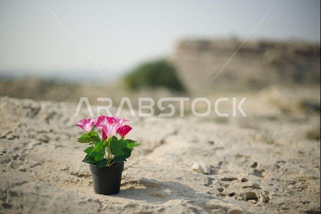A photo of a flower pot in I took in the Saudi Arabian desert.