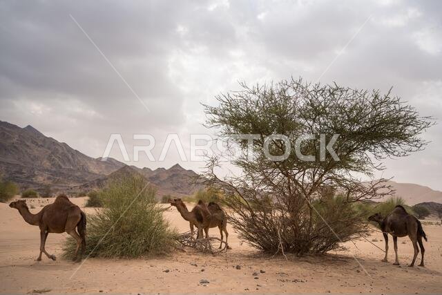 مجموعة من الجمال ترعى في منطقة صحراوية بالقرب من الجبال في المملكة العربية السعودية