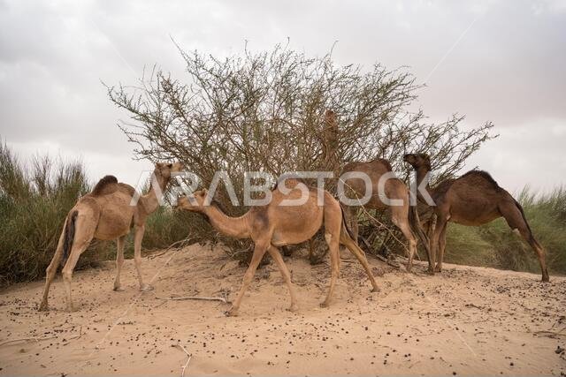 Group of camels grazing in desert terrain near mountains in Saudi Arabia